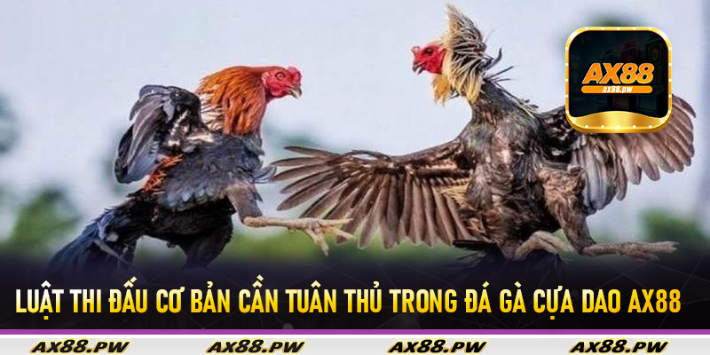Luật thi đấu cơ bản cần tuân thủ trong đá gà cựa dao Ax88