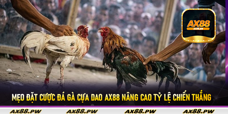 Mẹo đặt cược đá gà cựa dao Ax88 nâng cao tỷ lệ chiến thắng