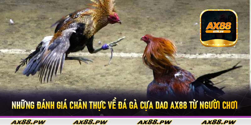 Những đánh giá chân thực về đá gà cựa dao Ax88 từ người chơi